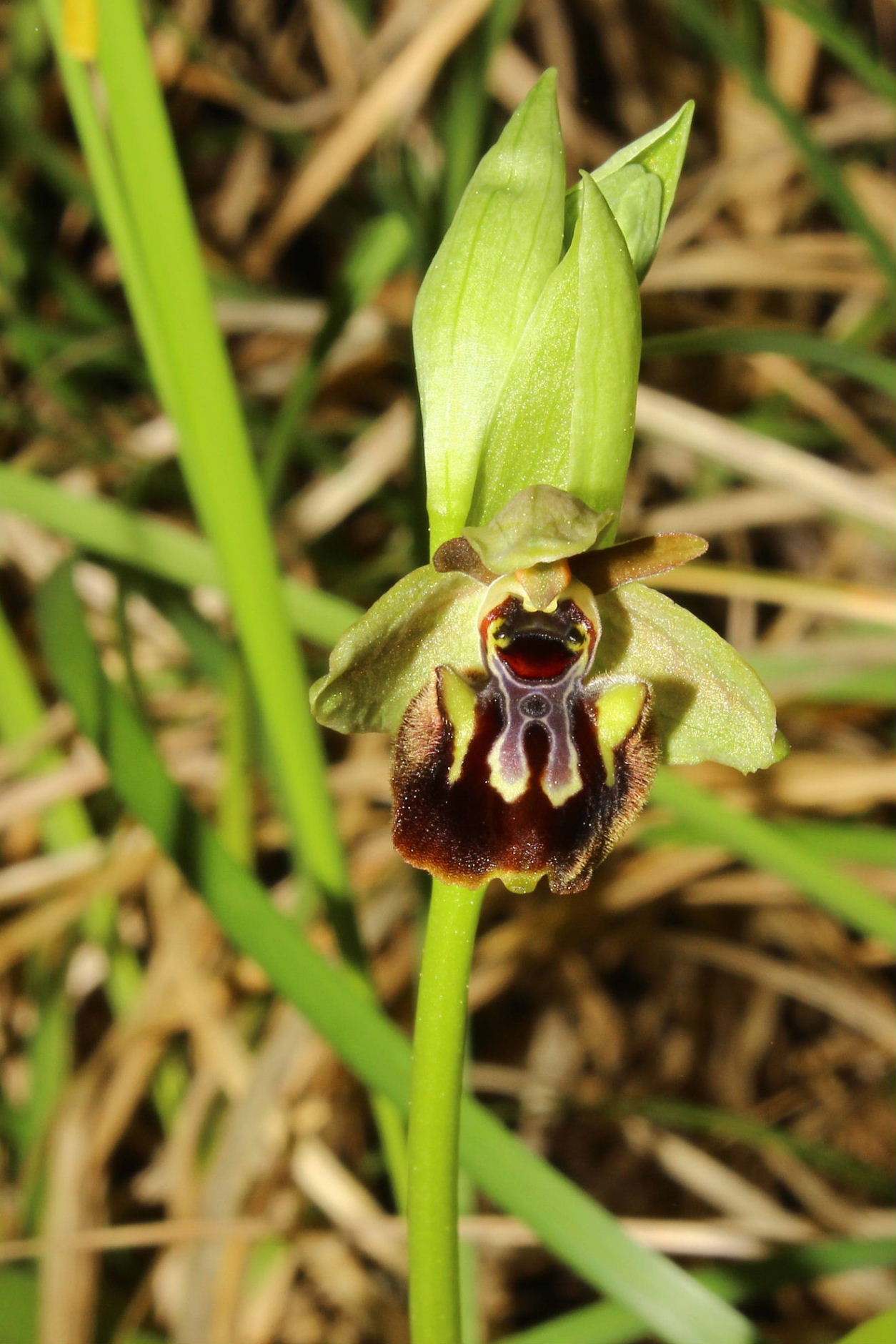 Ibrido O. incubacea x O. vetula